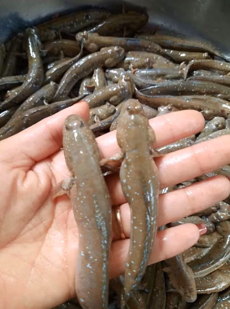 Nhưng hiện nay, cá lác khá hiếm, được bán với giá cao từ 200.000 - 350.000 đồng/kg, tùy thời điểm. Ảnh: Facebook