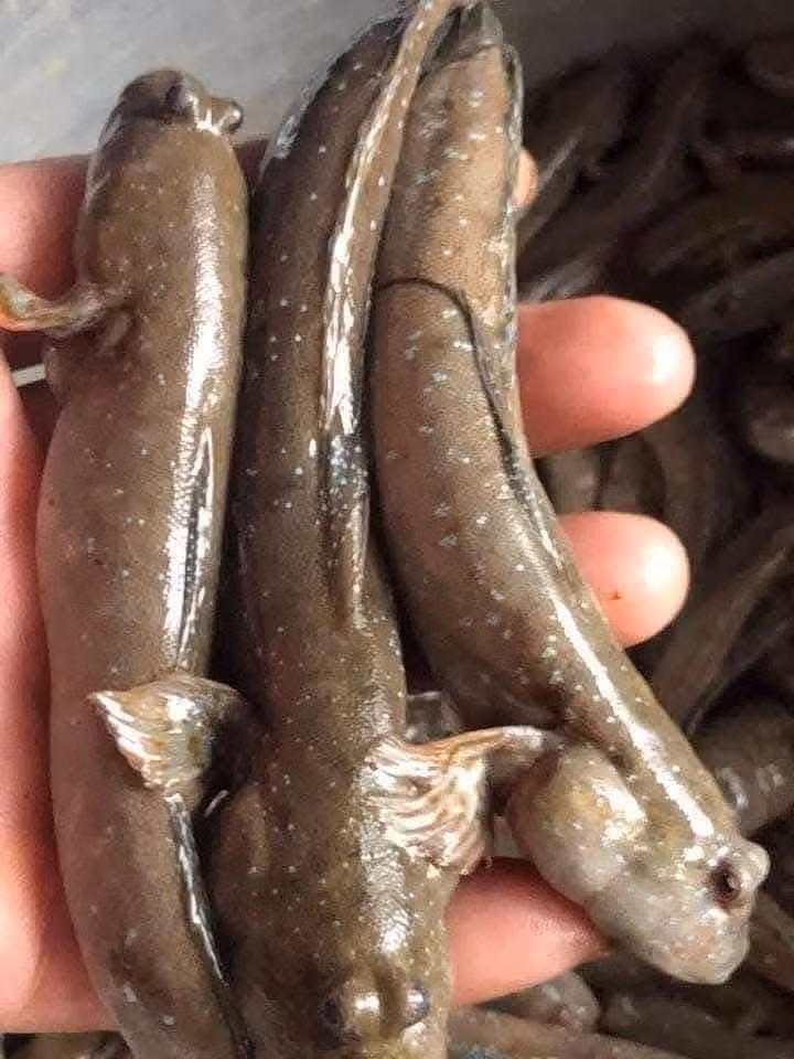 Riêu cá lác hợp nhất khi nấu cùng măng tre tươi, chuối xanh và nước mẻ hoặc quả chay. Ảnh: Facebook