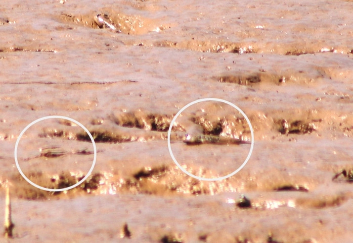 Các lác nổi tiếng là loài đào hang giỏi và cực kỳ nhanh nhẹn. Do đó, việc bắt cá lác không đơn giản. Ảnh: Người lao động