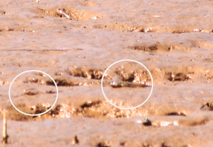 Các lác nổi tiếng là loài đào hang giỏi và cực kỳ nhanh nhẹn. Do đó, việc bắt cá lác không đơn giản. Ảnh: Người lao động