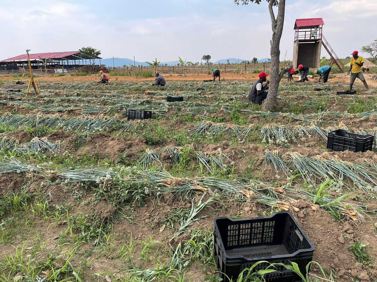 Dành nhiều tâm huyết cho trang trại, Quang Linh Vlogs đưa cả máy cắt cỏ từ Việt Nam sang để dọn dẹp, canh tác nhanh hơn. Ảnh: FBNV