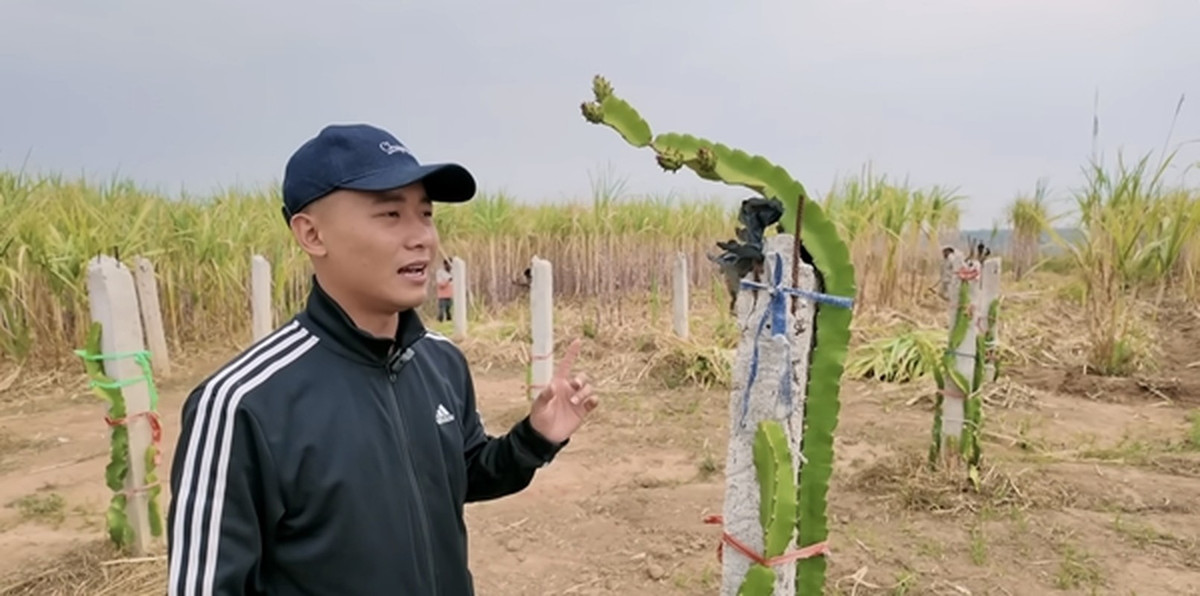 Quang Linh Vlogs còn trồng cả thanh long. Ảnh chụp màn hình