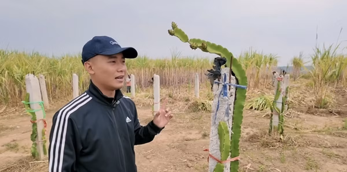 Quang Linh Vlogs còn trồng cả thanh long. Ảnh chụp màn hình