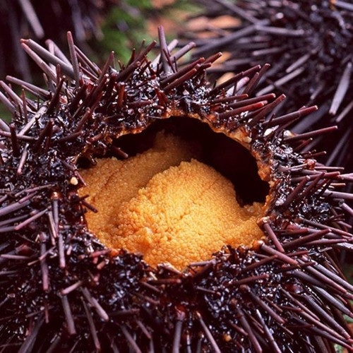 Đặc biệt, nhum biển còn chứa nhiều dưỡng chất tốt cho sức khỏe. Ảnh: PGF ASIA