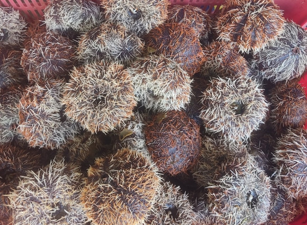 Tại Việt Nam, cầu gai từng không được để ý vì vẻ ngoài đầy gai nhọn, khá đáng sợ. Nhưng mấy năm gần đây, nhum biển được ưa chuộng trên thị trường với giá đắt đỏ. Ảnh: Vgvinafood