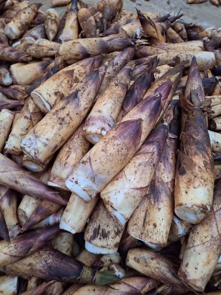 Theo đó, măng vầu Tây Bắc trở thành mặt hàng được ưa chuộng do khách hiếu kỳ và muốn được một lần ăn thử đặc sản Tây Bắc. Ảnh: Facebook