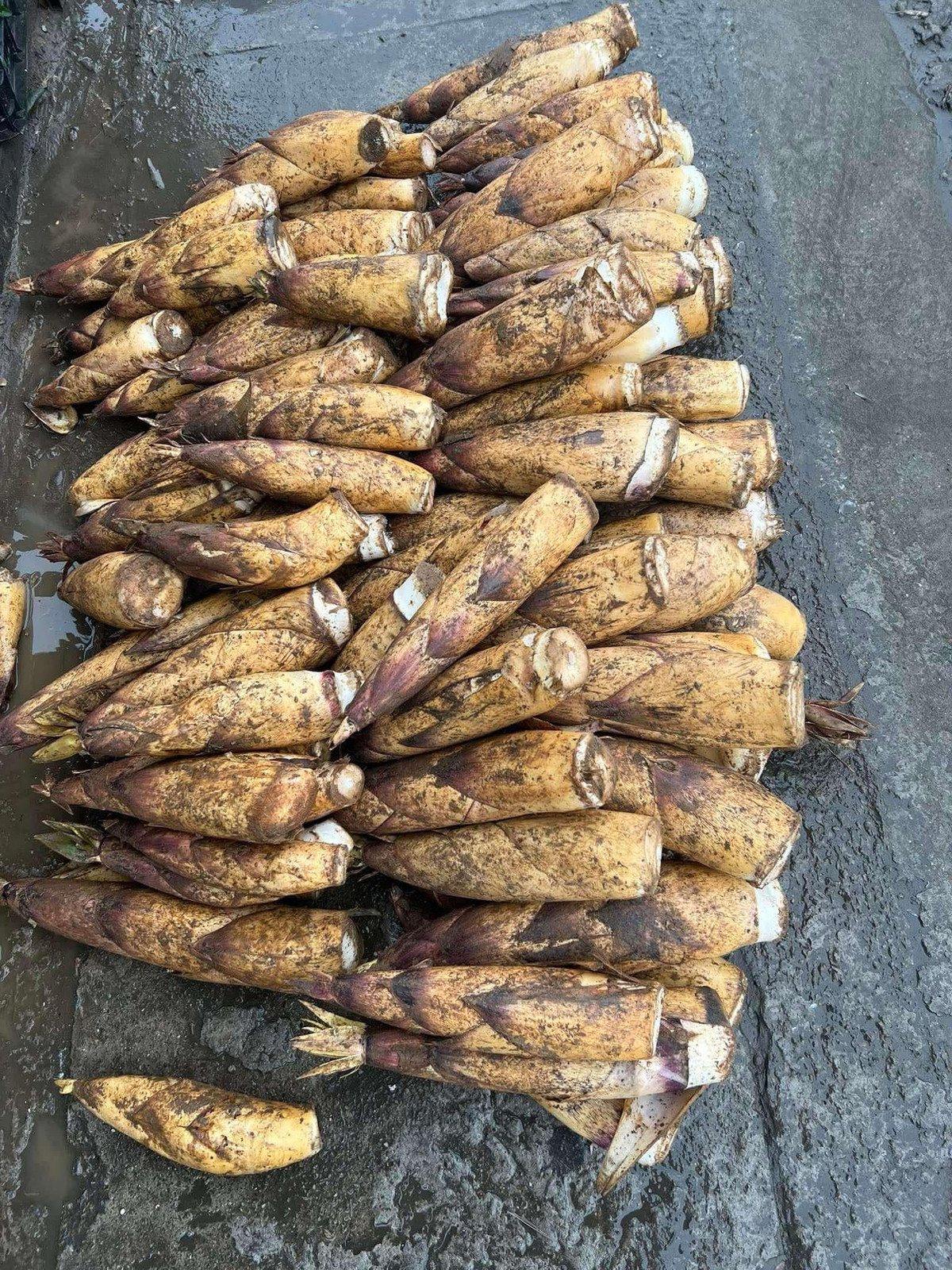 Chị Trang, một đầu mối đổ sỉ nông sản ở Lào Cai thừa nhận, măng vầu hiện rất hút khách, dân bản đi đào không kịp bán. Ảnh: Facebook