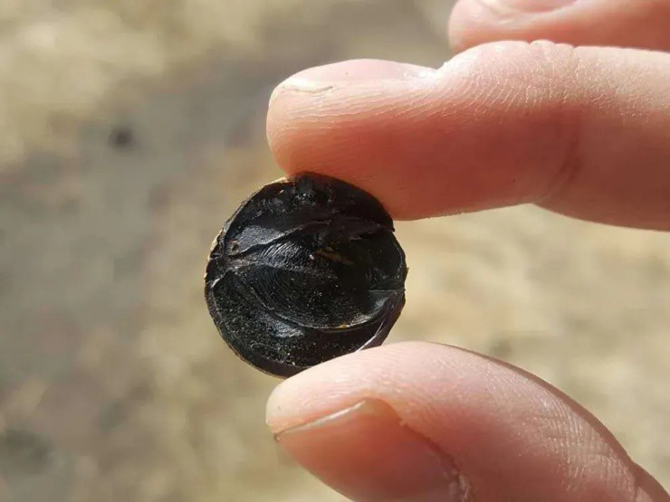 Thịt quả vị hơi đắng và không thể ăn trực tiếp vì có thể gây ngộ độc. Ảnh: Baijiahao