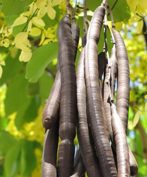 Tại Trung Quốc, quả muồng hoàng yến có thể được sử dụng làm dược liệu, với công dụng hỗ trợ nhu động ruột, chữa táo bón, làm sạch ruột, giải độc. Ảnh: Giadinhnongdan