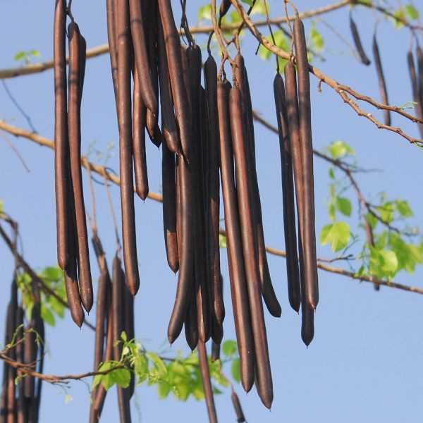 Trái với màu hoa vàng rực rỡ, quả muồng hoàng yến lại kém sắc. Ảnh: Internet