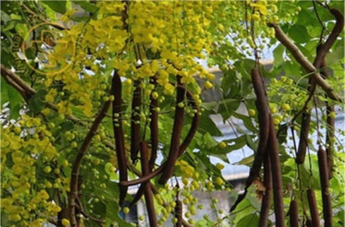 Khoảng 2 năm gần đây, quả muồng hoàng yến bắt đầu “gây sốt” trên thị trường Trung Quốc với giá bán lên đến 80 NDT (khoảng hơn 270.000 đồng/kg) sau khi được quảng cáo có công dụng hỗ trợ giảm cân, “đánh tráo khái niệm” với công dụng hỗ trợ tiêu hóa. Ảnh: Internet