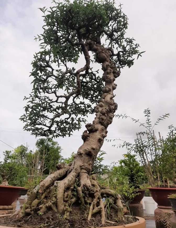 Dân chơi kiểng sành điệu sẵn sàng trả giá rất cao với những gốc mai nu được trồng lâu năm, tạo hình đặc biệt và mang nhiều ý nghĩa triết lý. Ảnh: ibonsais