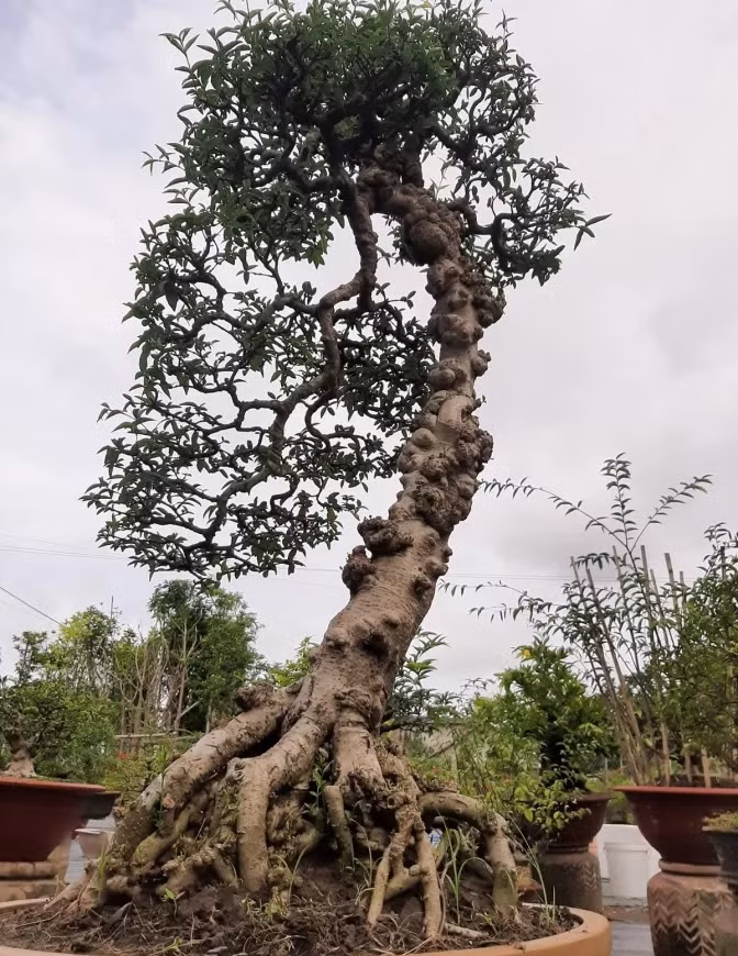 Dân chơi kiểng sành điệu sẵn sàng trả giá rất cao với những gốc mai nu được trồng lâu năm, tạo hình đặc biệt và mang nhiều ý nghĩa triết lý. Ảnh: ibonsais