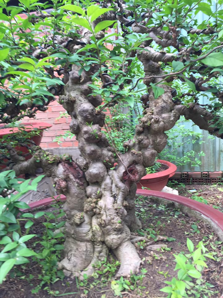 Giá trị của cây mai chiếu thủy ở chỗ u nần, lâu năm tạo thành dãy nu, da có màu xám đặc trưng. Ảnh: Facebook