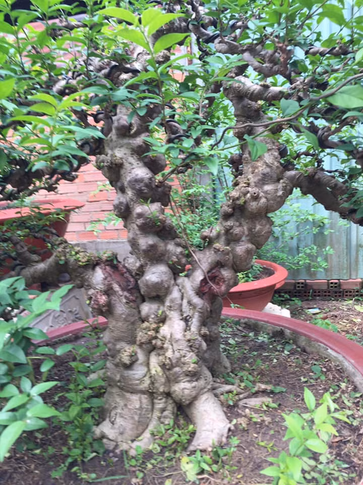 Giá trị của cây mai chiếu thủy ở chỗ u nần, lâu năm tạo thành dãy nu, da có màu xám đặc trưng. Ảnh: Facebook