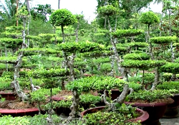 Đặc biệt, loại mai này được cấp giấy chứng nhận nhãn hiệu "Mai chiếu thủy nu Gò Công". Ảnh: Dân Việt