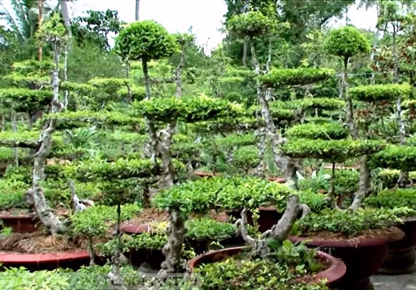 Đặc biệt, loại mai này được cấp giấy chứng nhận nhãn hiệu "Mai chiếu thủy nu Gò Công". Ảnh: Dân Việt