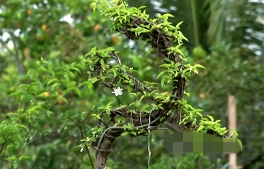 Bình quân một cây mai thành phẩm giá 5,5-20 triệu đồng, cây phôi 500.000 đồng, cành chiết 8.000-10.000 đồng. Lợi nhuận bình quân của một hộ trồng mai nu chiếu thủy đạt trên 400 triệu đồng/năm. Ảnh: Dân Việt