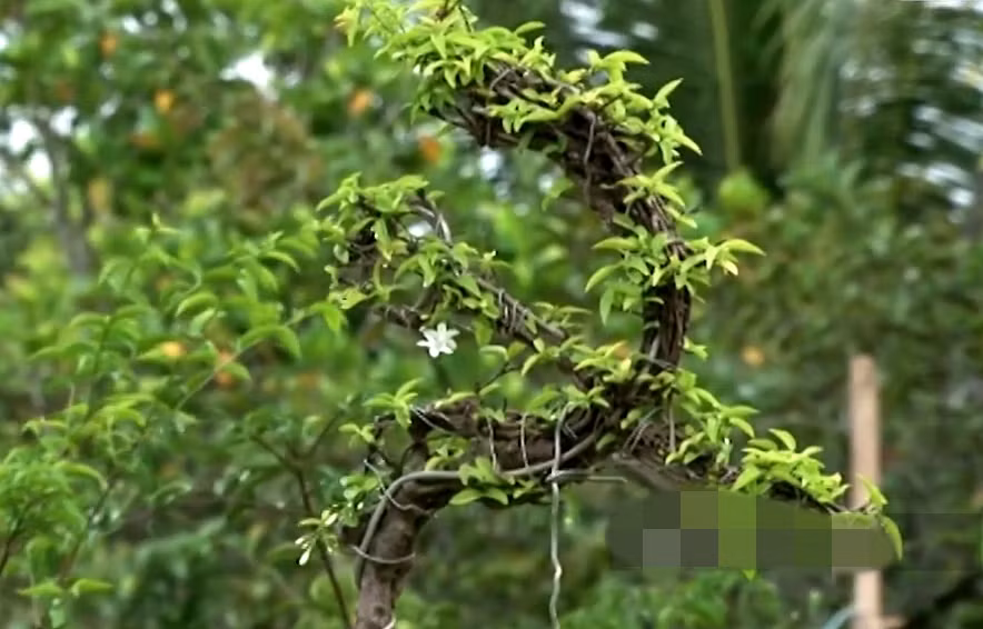 Bình quân một cây mai thành phẩm giá 5,5-20 triệu đồng, cây phôi 500.000 đồng, cành chiết 8.000-10.000 đồng. Lợi nhuận bình quân của một hộ trồng mai nu chiếu thủy đạt trên 400 triệu đồng/năm. Ảnh: Dân Việt