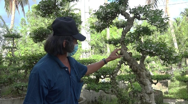 Vài năm gần đây, nhiều người dân huyện Gò Công Tây (tỉnh Tiền Giang) chuyển đổi, đầu tư mở rộng trồng mai chiếu thủy nu để nâng cao thu nhập. Ảnh: Báo ấp bắc