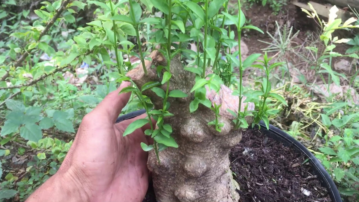 Ngoài bán mai chiếu thủy nu đã tạo hình, nhiều nhà vườn ở Gò Công Tây còn chiết nhánh mai nu để bán. Ảnh: Youtube