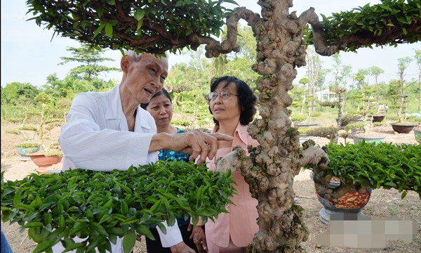 Một cặp kiểng cổ mai chiếu thủy nu giá từ vài triệu đồng đến vài trăm triệu đồng. Ảnh: Báo ấp bắc