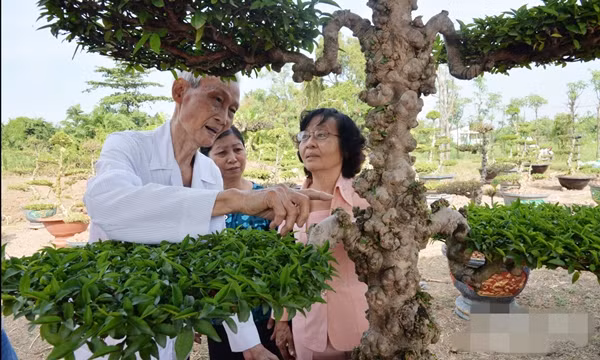 Một cặp kiểng cổ mai chiếu thủy nu giá từ vài triệu đồng đến vài trăm triệu đồng. Ảnh: Báo ấp bắc