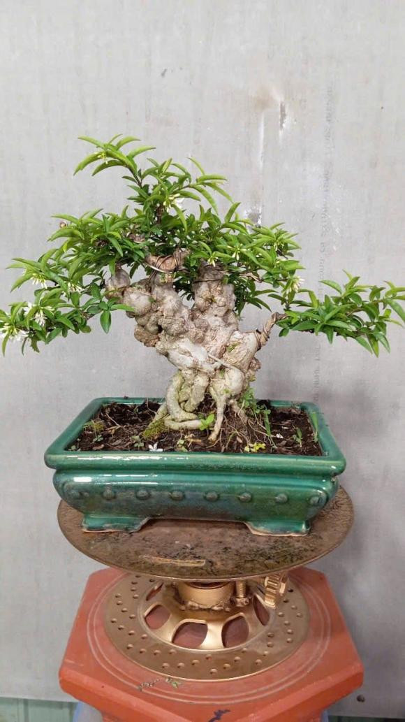 Mai chiếu thủy nu có đặc điểm nu nhiều, sần sùi, dáng cây khỏe, đẹp, tạo hình vào các thế có ý nghĩa nên được người chơi cây kiểng yêu thích. Ảnh: Internet