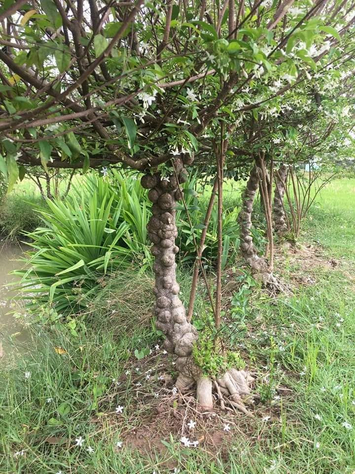 Một nhánh mai nu bỏ sỉ tại vườn giá khoảng 10.000 đồng. Trung bình 1.000 m2 đất trồng mai nu thu về mỗi tháng trên 10 triệu đồng tiền bán mai nu nhánh (cây mai nu giống). Ảnh: Facebook