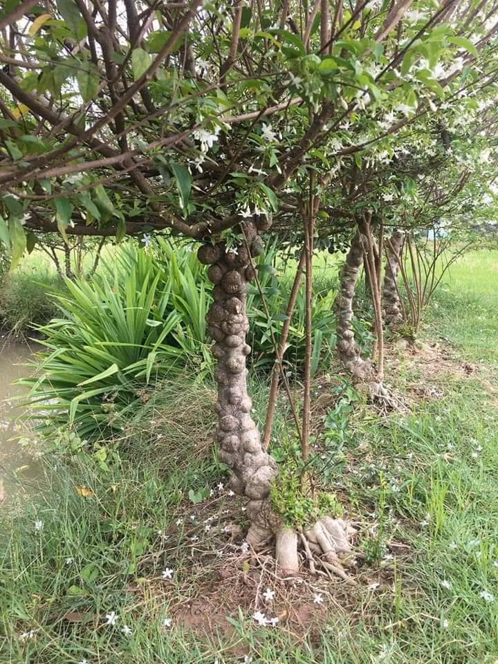 Một nhánh mai nu bỏ sỉ tại vườn giá khoảng 10.000 đồng. Trung bình 1.000 m2 đất trồng mai nu thu về mỗi tháng trên 10 triệu đồng tiền bán mai nu nhánh (cây mai nu giống). Ảnh: Facebook