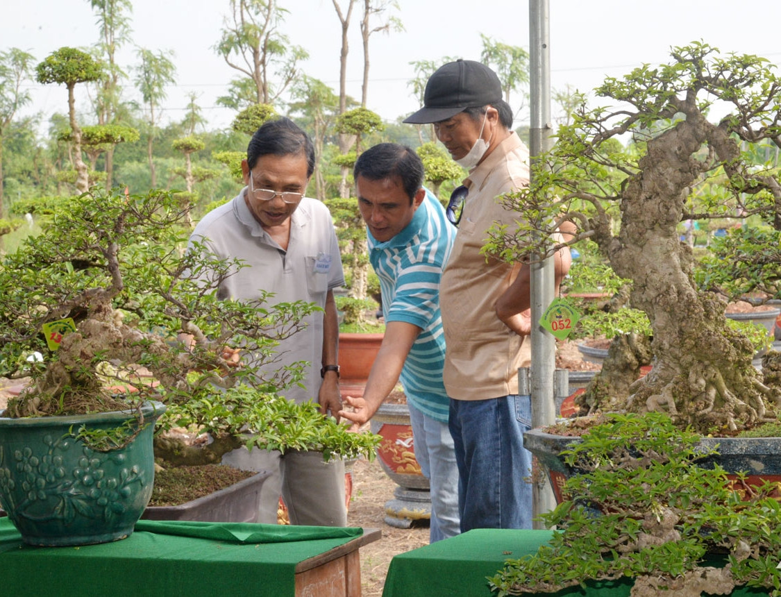 Cây mai chiếu thủy nu Gò Công (còn được gọi mai nu Gò Công) vốn đã bén rễ ở vùng đất Gò Công (tỉnh Tiền Giang) trên 100 năm. Nhiều gia đình trở nên khấm khá và gầy dựng nên cơ nghiệp nhờ cây kiểng cổ này. Ảnh: Báo ấp bắc