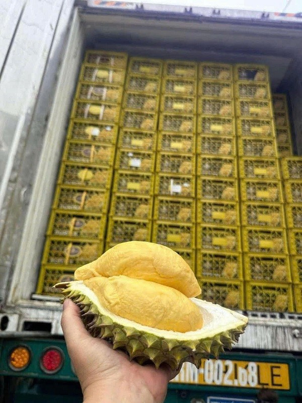 Thuc hu “giai cuu sau rieng” gia re-Hinh-2