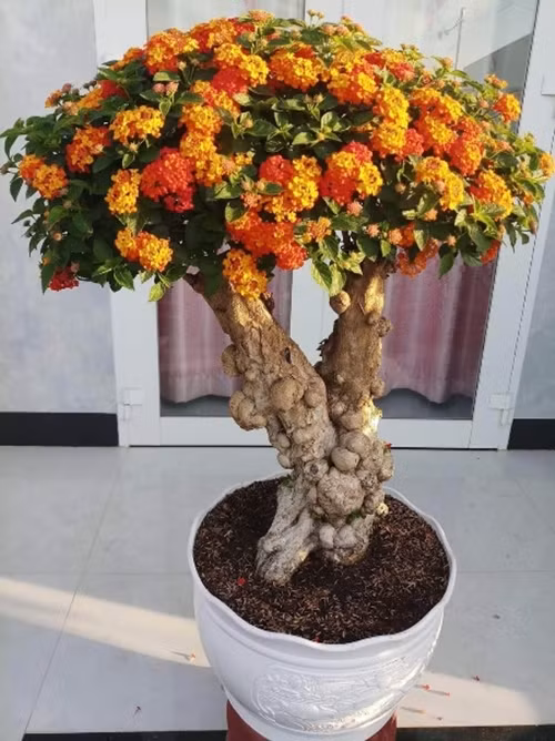 Đáng chú ý, những cây lâu năm, gốc xù xì, tán xòe rộng được trả giá lên tới vài chục triệu đồng. Ảnh: Người lao động