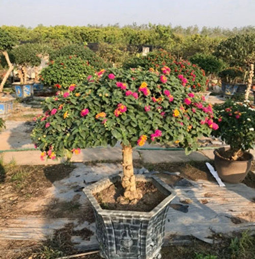 Để có được chậu bonsai ngũ sắc đẹp, người chơi phải tìm được phôi chất lượng đem về tạo tác. Ảnh: Caycanhxanh