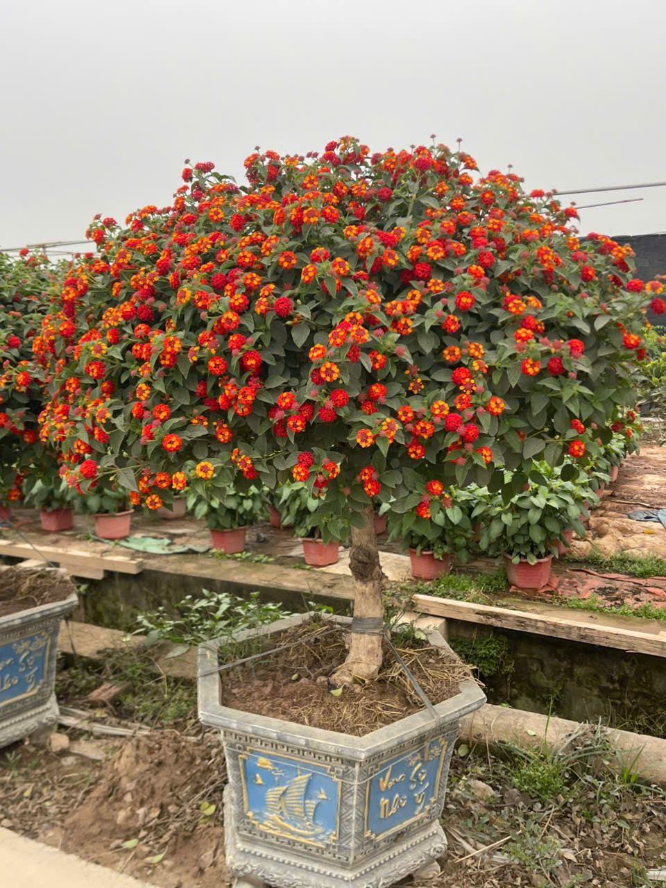 Hoa ngũ sắc có tên khoa học Lantana camara thuộc họ cỏ roi ngựa, nguồn gốc từ Trung Mỹ. Ảnh: Facebook