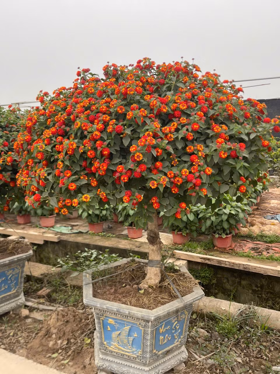 Hoa ngũ sắc có tên khoa học Lantana camara thuộc họ cỏ roi ngựa, nguồn gốc từ Trung Mỹ. Ảnh: Facebook