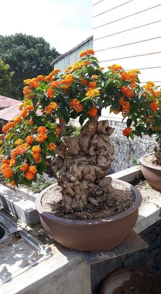 Gần Tết là thời điểm các nhà vườn tung ra thị trường những chậu bonsai ngũ sắc đẹp nhất. Ảnh: Facebook