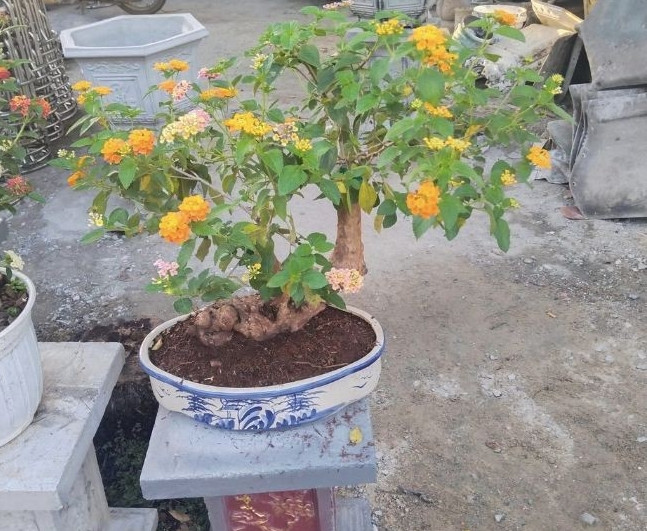 Những gốc bonsai hoa ngũ sắc nhỏ được khách hàng ưa chuộng vì có thể dùng trang trí và phong thủy. Ảnh: Bancaycanhdep