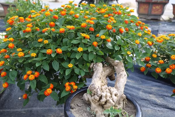 Hoa ngũ sắc vốn mọc hoang dại ở bờ bụi hay bìa rừng. Đến mùa, ngũ sắc nở hoa rực rỡ với nhiều màu sắc đẹp mắt. Ảnh: Người đưa tin