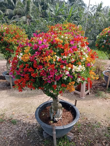 Tùy theo dáng thế và kích thước, bonsai ngũ sắc giá từ vài trăm đến vài triệu đồng. Ảnh: Facebook