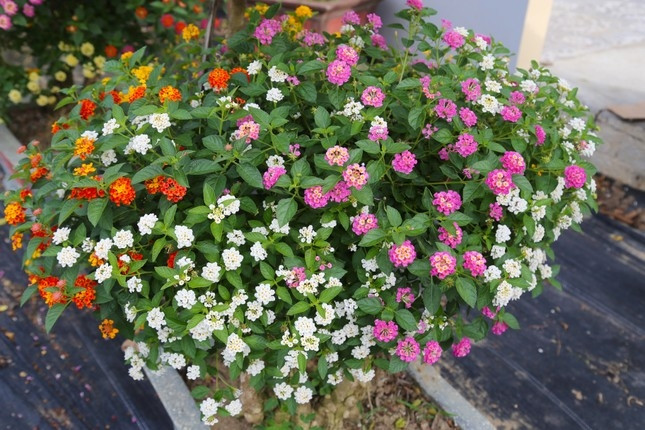 Khi cây bám rễ, sẽ lấy giống hoa ngũ sắc có nguồn gốc từ Thái Lan tại các tỉnh Lâm Đồng, Đà Lạt...để ghép. Sau 5 - 7 tháng chăm sóc sẽ có một gốc ngũ sắc ưng ý. Ảnh: Tiền phong