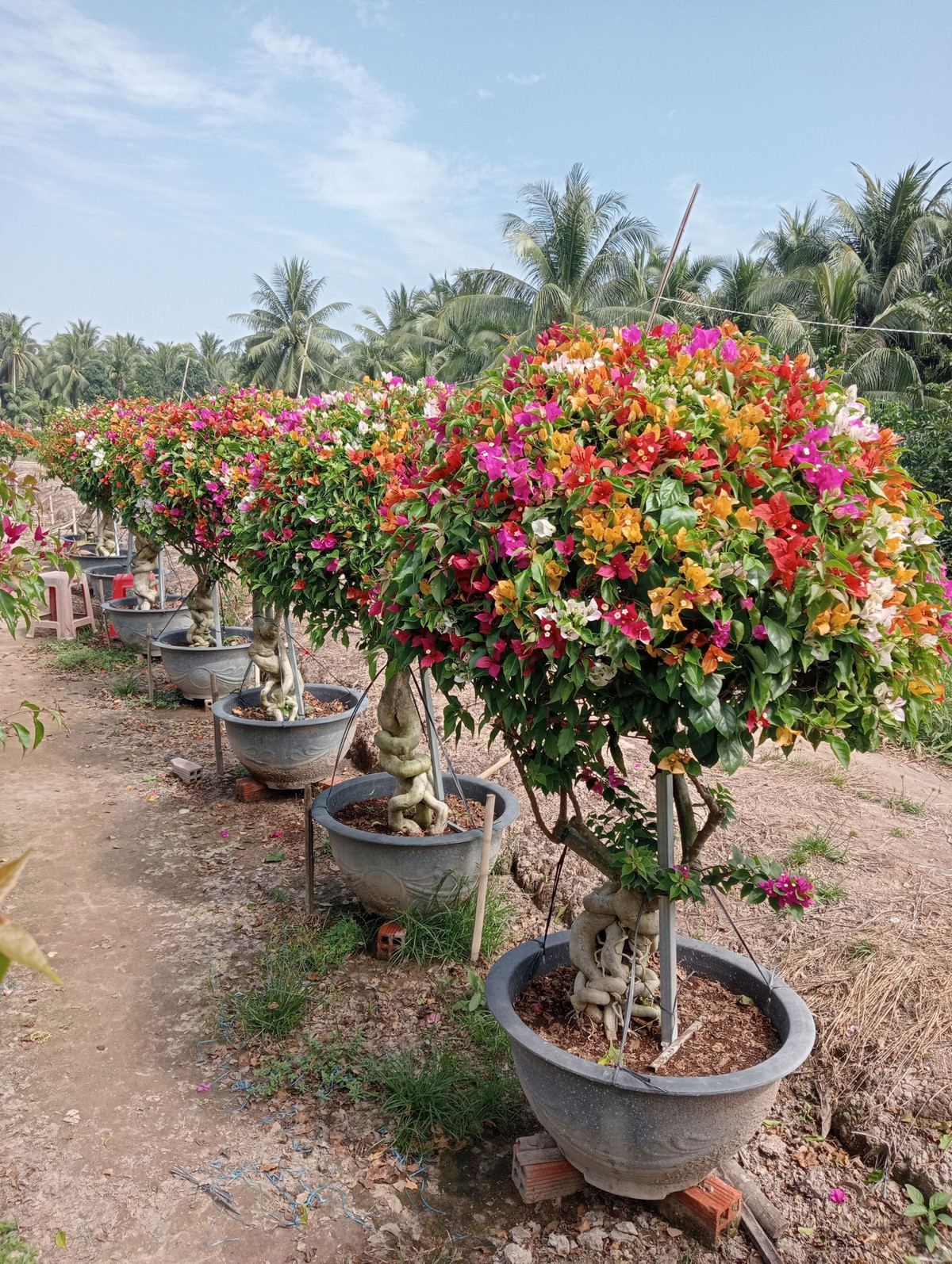 Ưu điểm của hoa ngũ sắc là là nở quanh năm, không sâu bệnh. Ảnh: Facebook