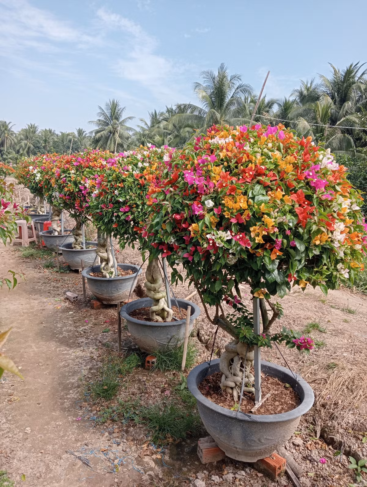 Ưu điểm của hoa ngũ sắc là là nở quanh năm, không sâu bệnh. Ảnh: Facebook