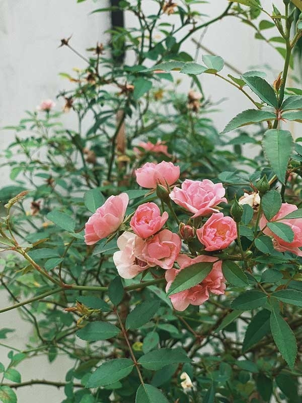 Những khóm hoa Hà Tăng tự tay trồng và chăm sóc bung nở rực rỡ. Ảnh: FB Tang Thanh Ha