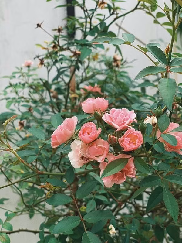 Những khóm hoa Hà Tăng tự tay trồng và chăm sóc bung nở rực rỡ. Ảnh: FB Tang Thanh Ha