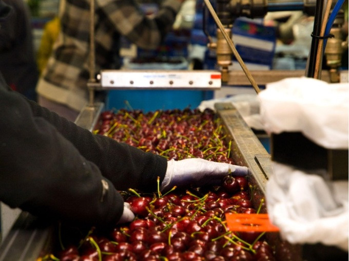 Ngay sau khi thu hoạch, cherry được làm lạnh ở 2 độ C. Nhiệt độ và độ ẩm trong mỗi công đoạn đều được kiểm soát nghiêm ngặt. Ảnh: Hansen Orchards
