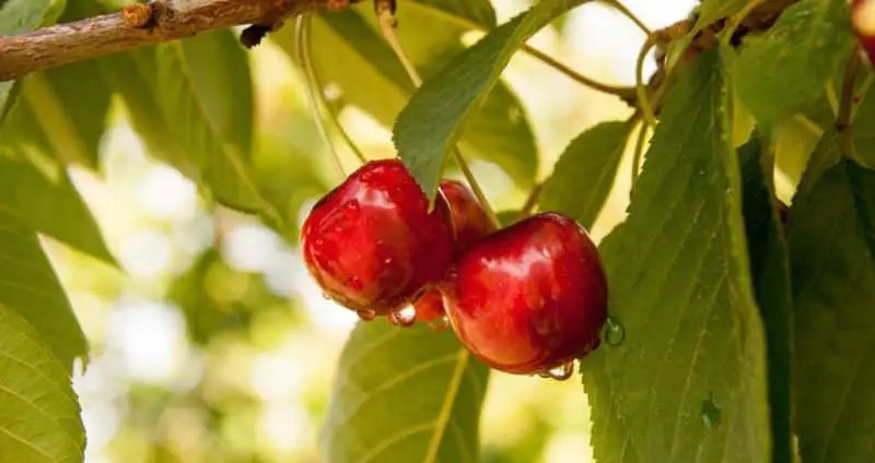 Đặc biệt, nông dân thu hoạch cherry hoàn toàn thủ công. Ảnh: PickTheWorld