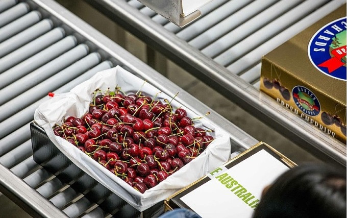 Mỗi quả cherry Hansen Tasmania phải trải qua một quy trình kiểm tra nghiêm ngặt, từ chụp X quang để đảm bảo chất lượng từ bên ngoài vào bên trong, đến việc phân loại theo kích thước và chất lượng. Ảnh: Hansen Orchards