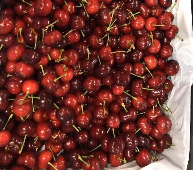 Khi thưởng thức, cherry Hansen Tasmania giòn rôm rã, vị ngọt đậm đà và không có vị chua. Ảnh: Ninasgmart