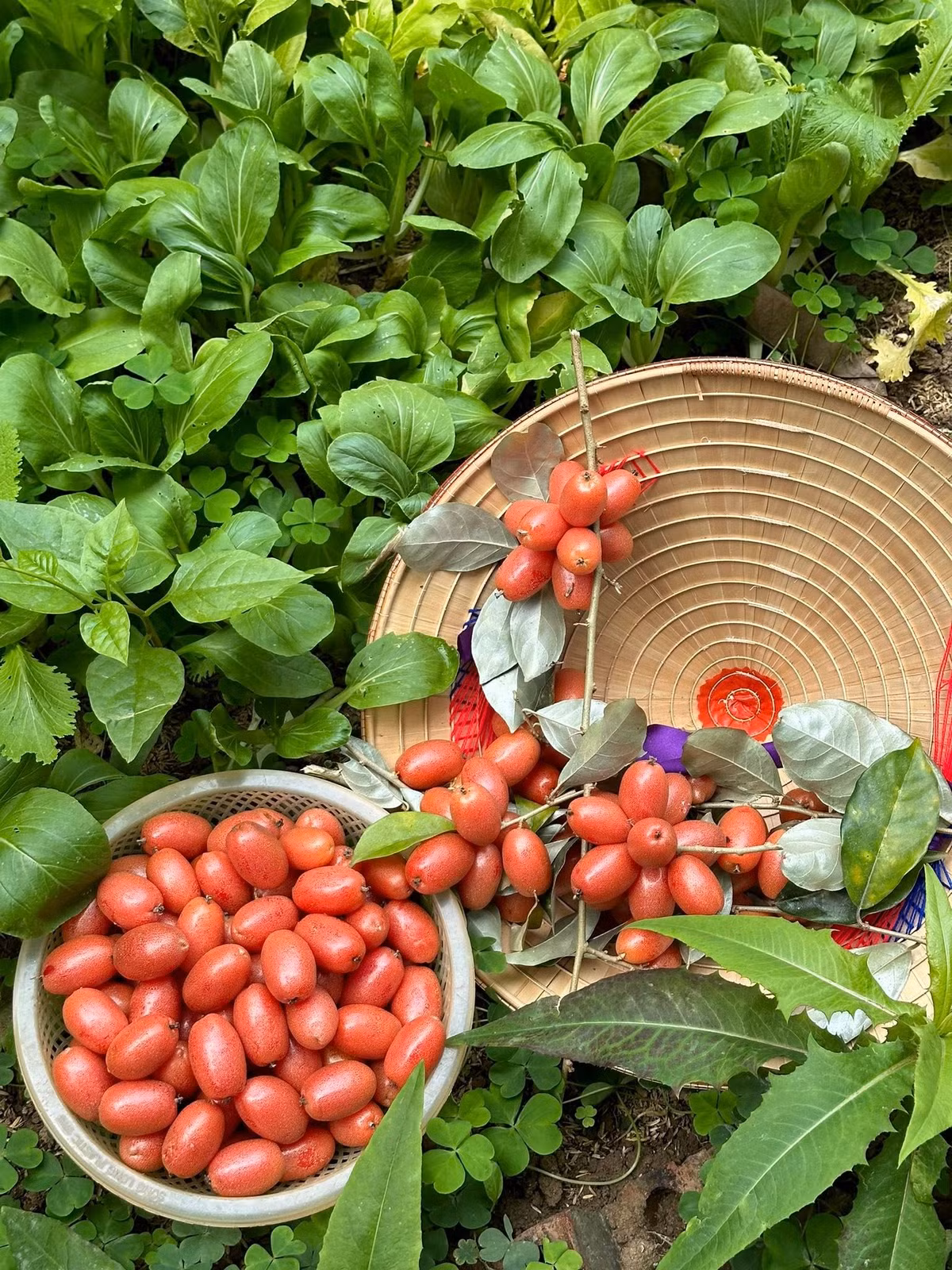 Thành quả nam ca sĩ thu hoạch được trong vườn. Ảnh: FB ca sĩ Trọng Tấn